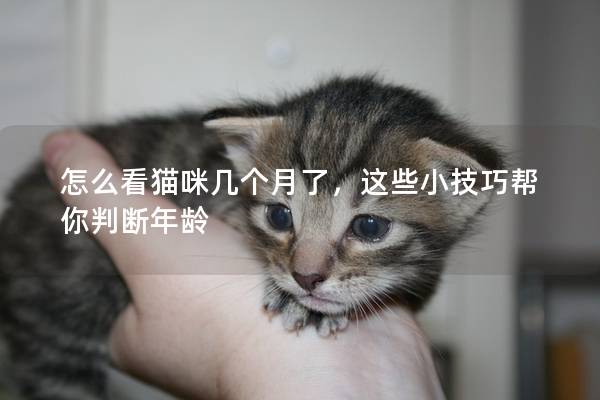 怎么看貓咪幾個(gè)月了，這些小技巧幫你判斷年齡
