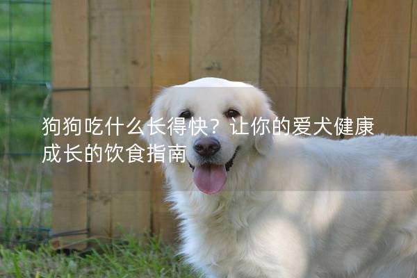 狗狗吃什么長得快？讓你的愛犬健康成長的飲食指南