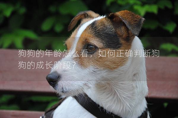 狗狗的年齡怎么看，如何正確判斷狗狗的成長(zhǎng)階段？