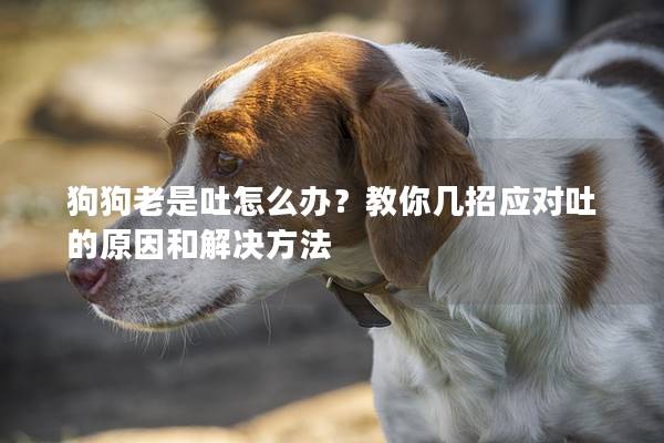 狗狗老是吐怎么辦？教你幾招應對吐的原因和解決方法