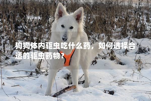 狗狗體內驅蟲吃什么藥，如何選擇合適的驅蟲藥物？