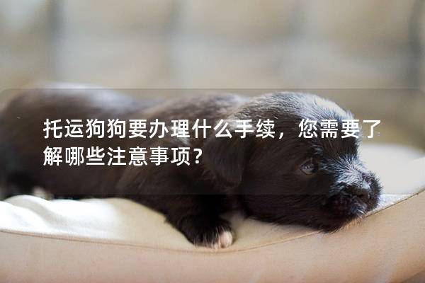 托運狗狗要辦理什么手續,您需要了解哪些注意事項?