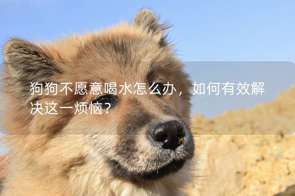 狗狗不愿意喝水怎么辦，如何有效解決這一煩惱？