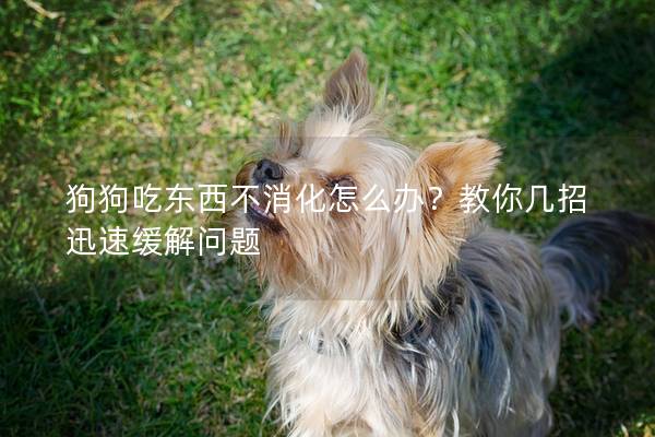 狗狗吃東西不消化怎么辦？教你幾招迅速緩解問題