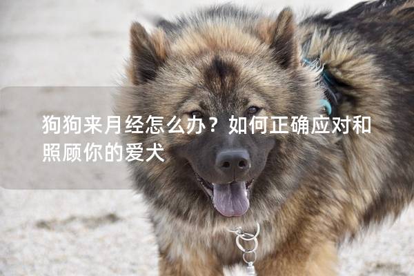 狗狗來月經怎么辦？如何正確應對和照顧你的愛犬