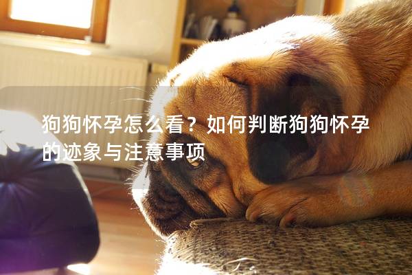 狗狗懷孕怎么看?如何判斷狗狗懷孕的跡象與注意事項 狗狗懷孕怎么看?如何判斷狗狗懷孕的跡象與注意事項