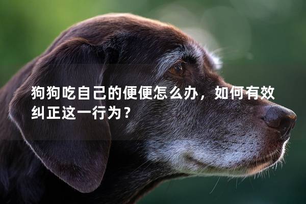 狗狗吃自己的便便怎么辦,如何有效糾正這一行為? 狗狗吃自己的便便怎么辦,如何有效糾正這一行為?