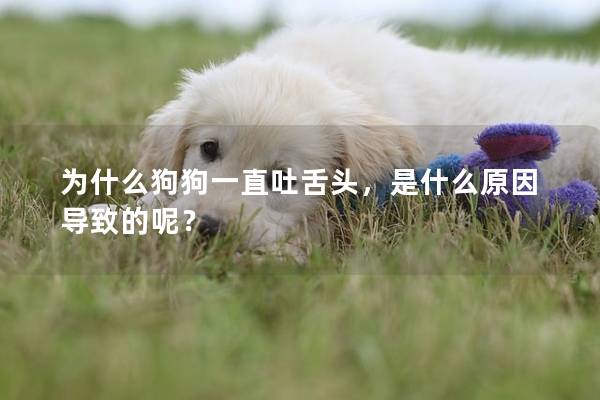 為什么狗狗一直吐舌頭，是什么原因導致的呢？