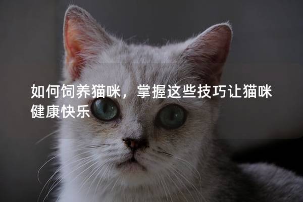 如何飼養貓咪，掌握這些技巧讓貓咪健康快樂