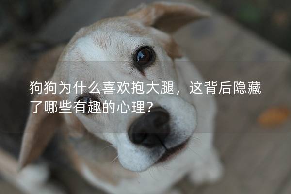 狗狗為什么喜歡抱大腿，這背后隱藏了哪些有趣的心理？