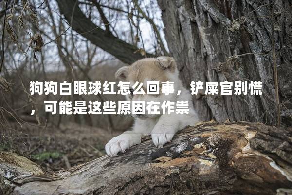 狗狗白眼球紅怎么回事，鏟屎官別慌，可能是這些原因在作祟
