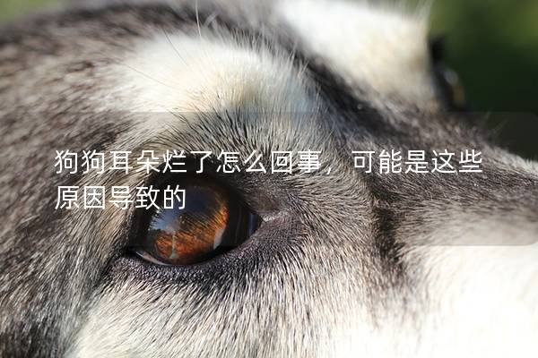 狗狗耳朵爛了怎么回事，可能是這些原因導致的