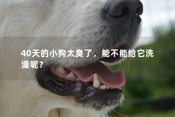 40天的小狗太臭了，能不能給它洗澡呢？
