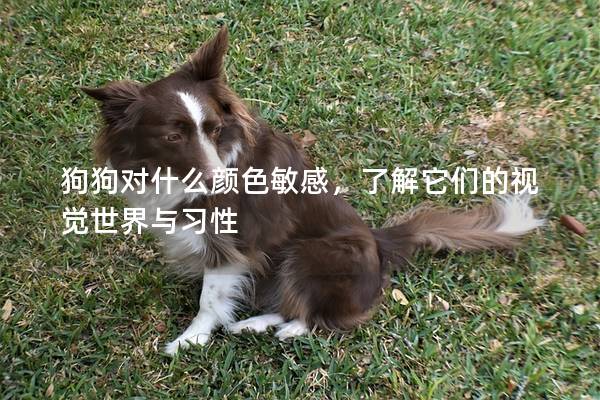 狗狗對什么顏色敏感，了解它們的視覺世界與習(xí)性