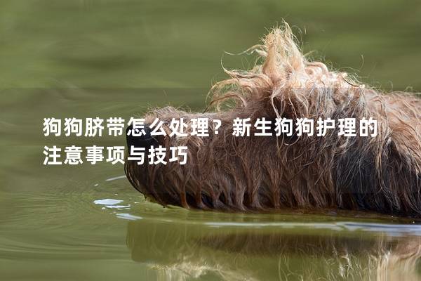 狗狗臍帶怎么處理?新生狗狗護理的注意事項與技巧 狗狗臍帶怎么處理?新生狗狗護理的注意事項與技巧