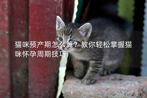 貓咪預產期怎么算？教你輕松掌握貓咪懷孕周期技巧