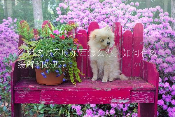 狗狗咳嗽不吃東西怎么辦,如何有效緩解和處理? 狗狗咳嗽不吃東西怎么辦,如何有效緩解和處理?
