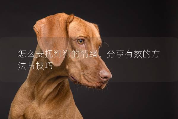 怎么安撫狗狗的情緒，分享有效的方法與技巧