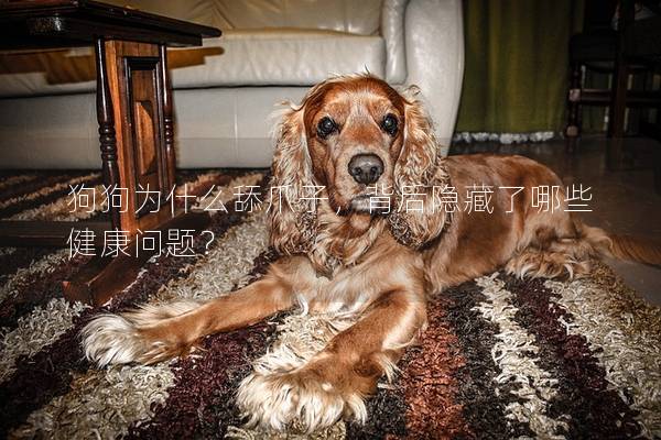 狗狗為什么舔爪子，背后隱藏了哪些健康問題？