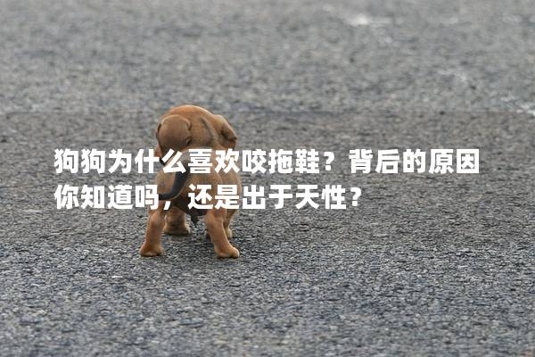 狗狗為什么喜歡咬拖鞋？背后的原因你知道嗎，還是出于天性？