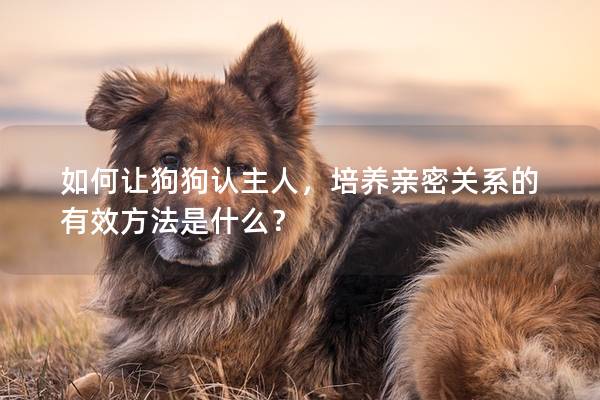 如何讓狗狗認主人，培養親密關系的有效方法是什么？