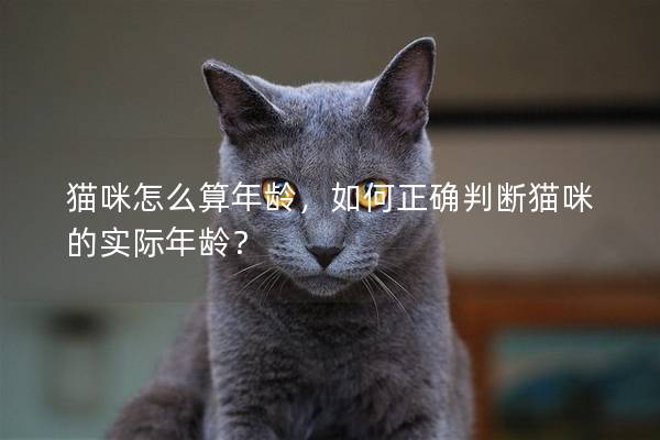 貓咪怎么算年齡，如何正確判斷貓咪的實際年齡？