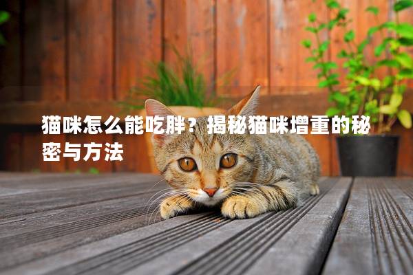 貓咪怎么能吃胖?揭秘貓咪增重的秘密與方法 貓咪怎么能吃胖?揭秘貓咪增重的秘密與方法