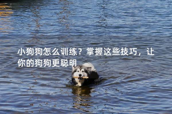 小狗狗怎么訓練?掌握這些技巧,讓你的狗狗更聰明 小狗狗怎么訓練?掌握這些技巧,讓你的狗狗更聰明