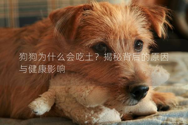 狗狗為什么會吃土？揭秘背后的原因與健康影響