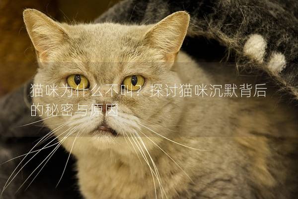 貓咪為什么不叫？探討貓咪沉默背后的秘密與原因