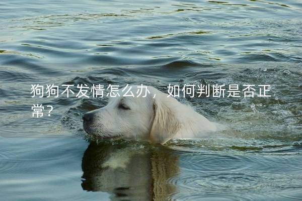 狗狗不發(fā)情怎么辦，如何判斷是否正常？