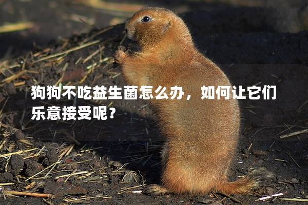 狗狗不吃益生菌怎么辦,如何讓它們樂意接受呢? 狗狗不吃益生菌怎么辦,如何讓它們樂意接受呢?