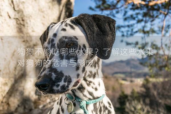 狗狗不能吃哪些水果？了解這些水果對狗狗的危害與影響