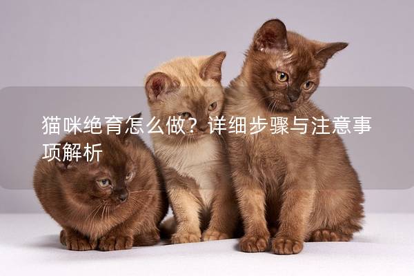 貓咪絕育怎么做？詳細步驟與注意事項解析