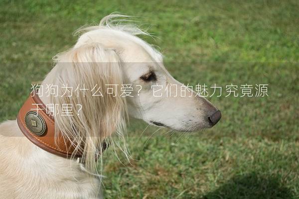 狗狗為什么可愛?它們的魅力究竟源于哪里? 狗狗為什么可愛?它們的魅力究竟源于哪里?