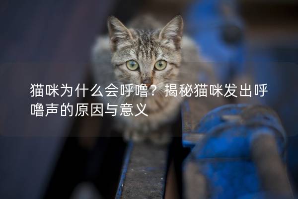 貓咪為什么會呼嚕？揭秘貓咪發出呼嚕聲的原因與意義