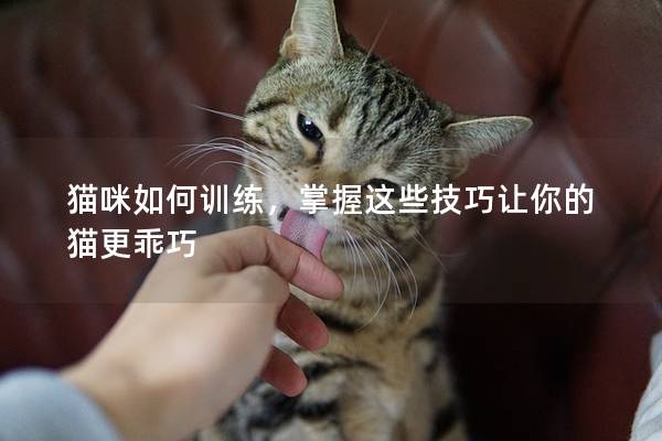 貓咪如何訓(xùn)練，掌握這些技巧讓你的貓更乖巧