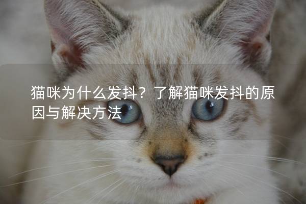 貓咪為什么發抖？了解貓咪發抖的原因與解決方法