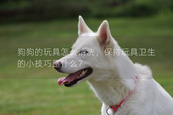 狗狗的玩具怎么清洗，保持玩具衛生的小技巧是什么？