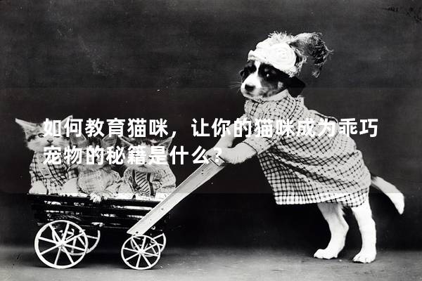 如何教育貓咪，讓你的貓咪成為乖巧寵物的秘籍是什么？