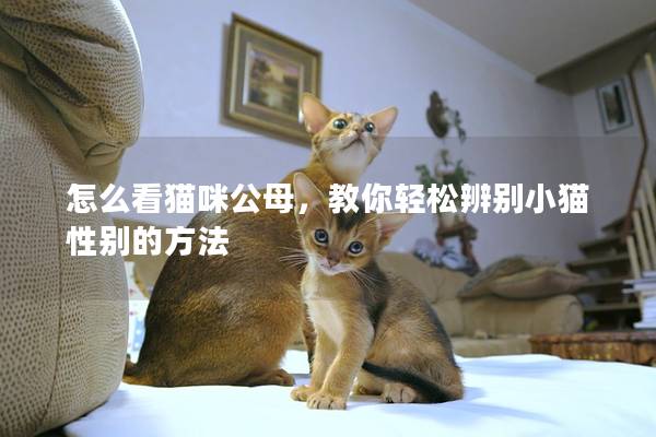 怎么看貓咪公母，教你輕松辨別小貓性別的方法