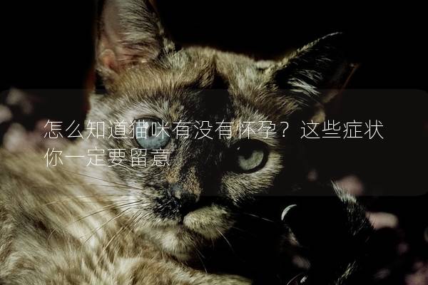 怎么知道貓咪有沒有懷孕？這些癥狀你一定要留意