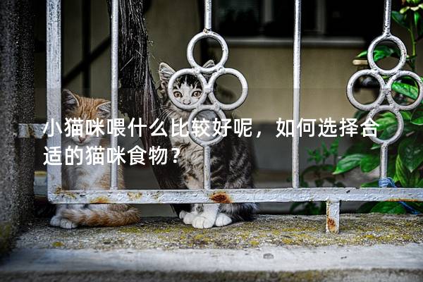 小貓咪喂什么比較好呢，如何選擇合適的貓咪食物？