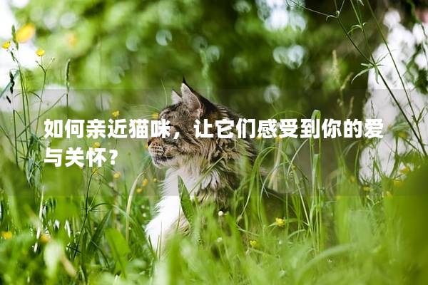 如何親近貓咪，讓它們感受到你的愛與關懷？