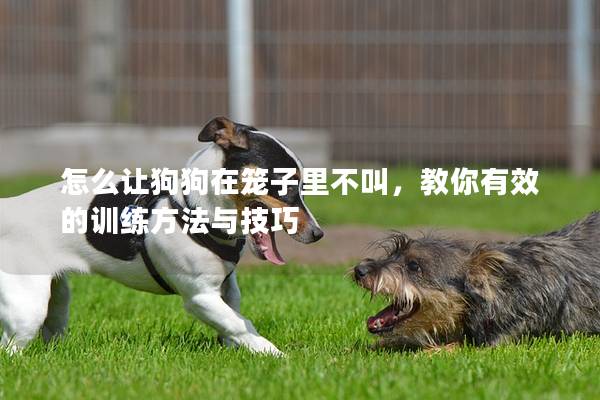 怎么讓狗狗在籠子里不叫，教你有效的訓(xùn)練方法與技巧