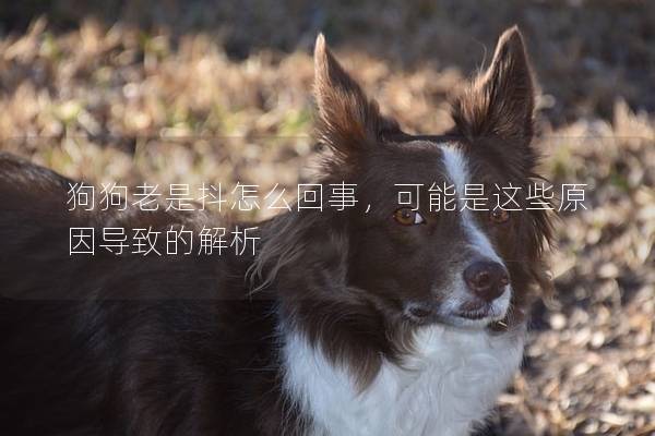 狗狗老是抖怎么回事，可能是這些原因導致的解析