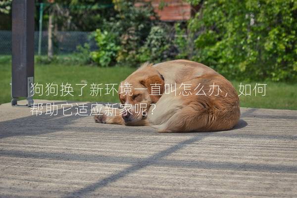 狗狗換了新環境一直叫怎么辦，如何幫助它適應新家呢？