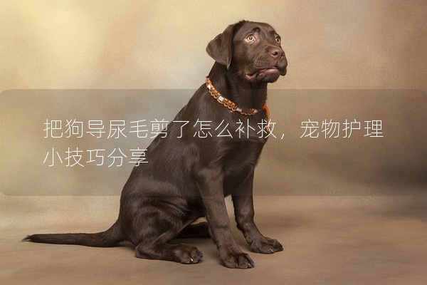 把狗導尿毛剪了怎么補救,寵物護理小技巧分享 把狗導尿毛剪了怎么補救,寵物護理小技巧分享