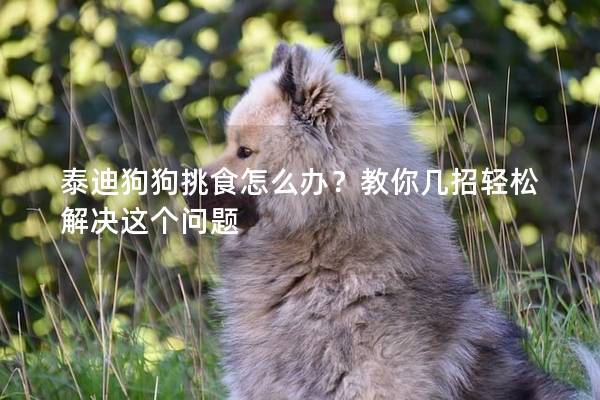 泰迪狗狗挑食怎么辦？教你幾招輕松解決這個問題