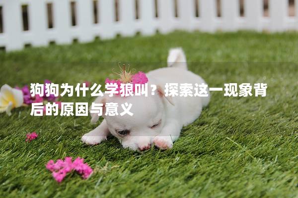 狗狗為什么學狼叫？探索這一現象背后的原因與意義